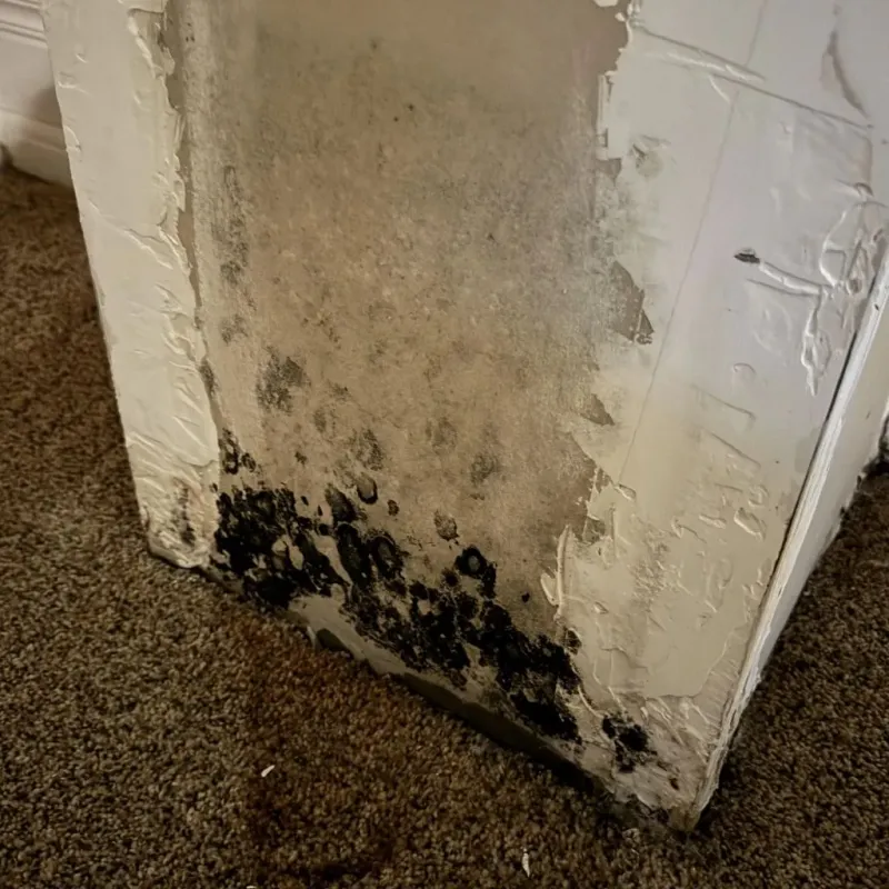 Professional Mold Removal in Waterford, WI
